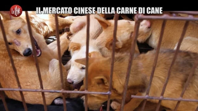 Le Iene 2018: il servizio dello Yulin fa indignare il web, la denuncia social di Elisabetta Franchi