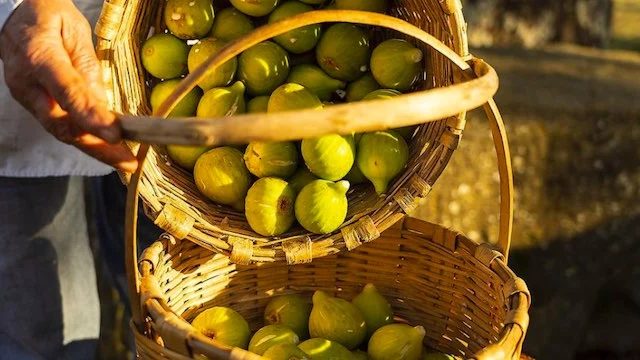 Cilento Tastes: nel Cilento trionfo di eccellenze gastronomiche