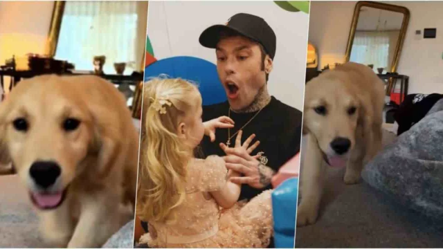 Fedez presenta il nuovo cane Silvio a Vittoria e il loro primo incontro è tutto da ridere (VIDEO)