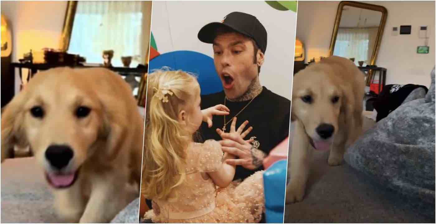 Fedez presenta il nuovo cane Silvio a Vittoria e il loro primo incontro ...