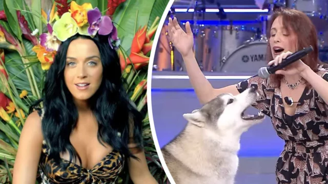 La Corrida Katy Perry commenta husky Roar